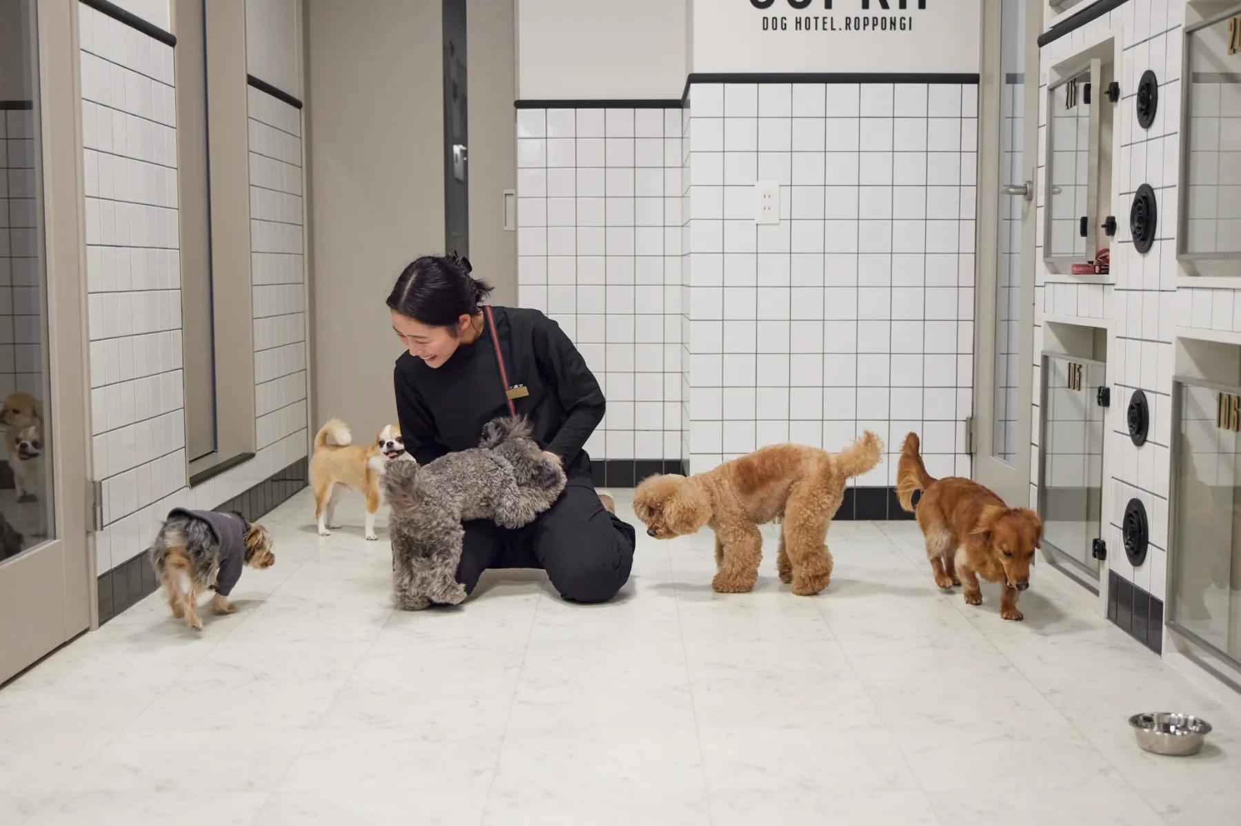犬の幼稚園